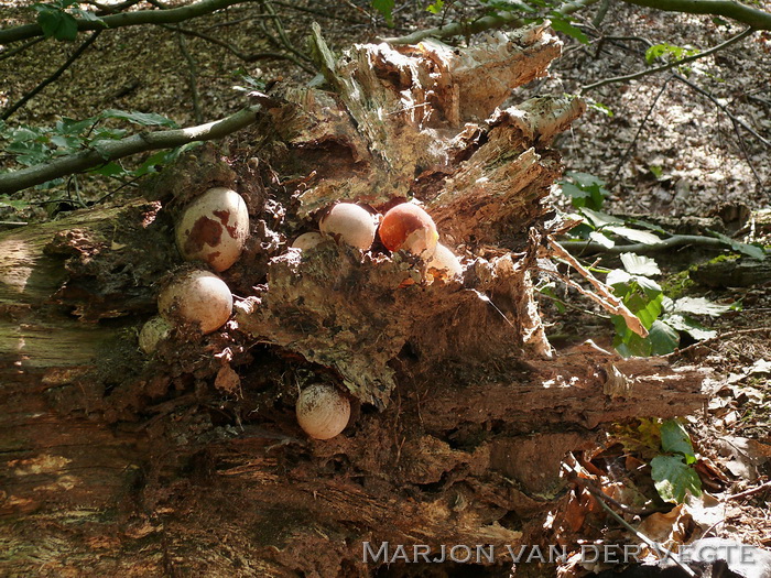 Phallus ravenelii - Phallus ravenelii